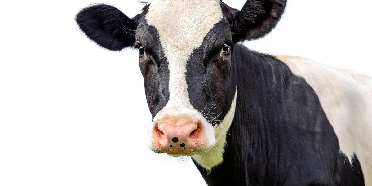 Cow with reportedly racist name wins award at state fair, prompting complaint from attendee